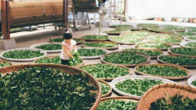 What Does Bancha Mean in Tea Terms? 7