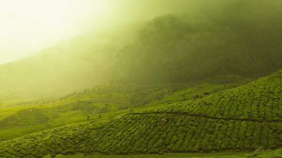 Unveiling the Essence of Ceylon Tea: A Tea Connoisseur's Guide 1