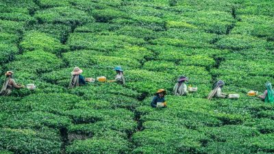 Exploring the Meaning of Green Tea Tropical in Tea Terms 9