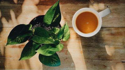 Exploring the Sour Flavor in Tea: A Guide for Tea Connoisseurs 7